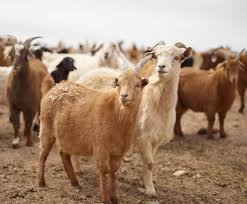 Kurban bayramı Küçükbaş Kesimi
